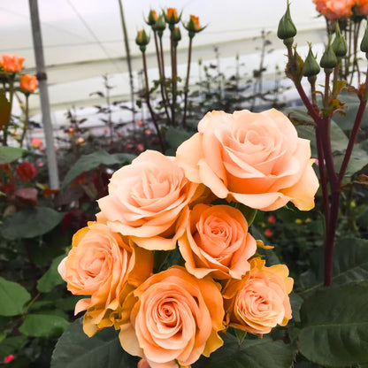 Buy Peach Rose (Mother of Pearl Rose) - Plant Online at Lalitenterprise