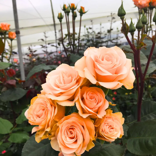 Buy Peach Rose (Mother of Pearl Rose) - Plant Online at Lalitenterprise