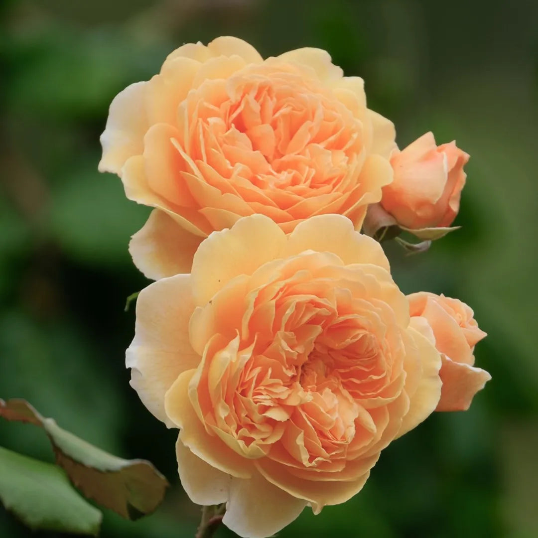 Buy Mother of Pearl Rose - Plant Online at Lalitenterprise