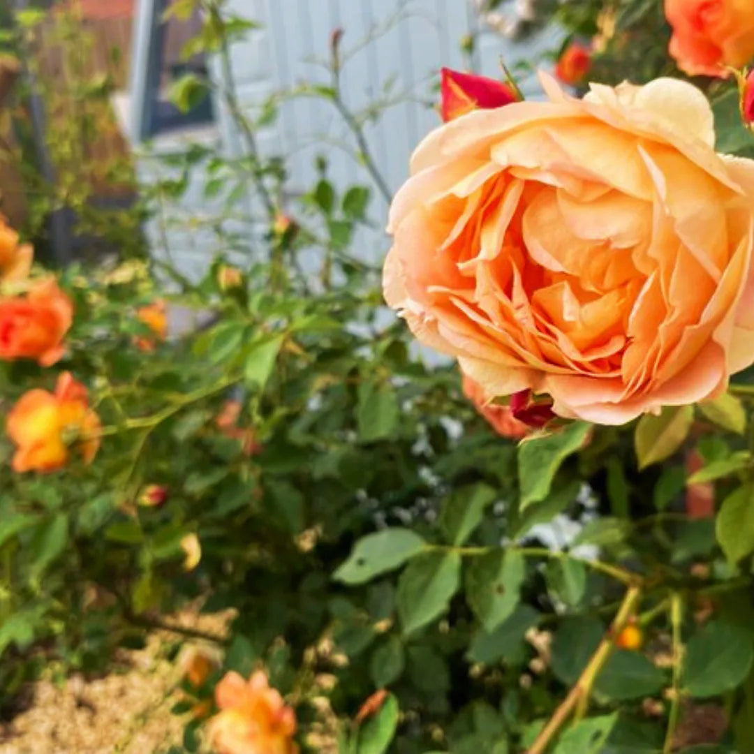 Buy Peach Rose - Plant Online at Lalitenterprise