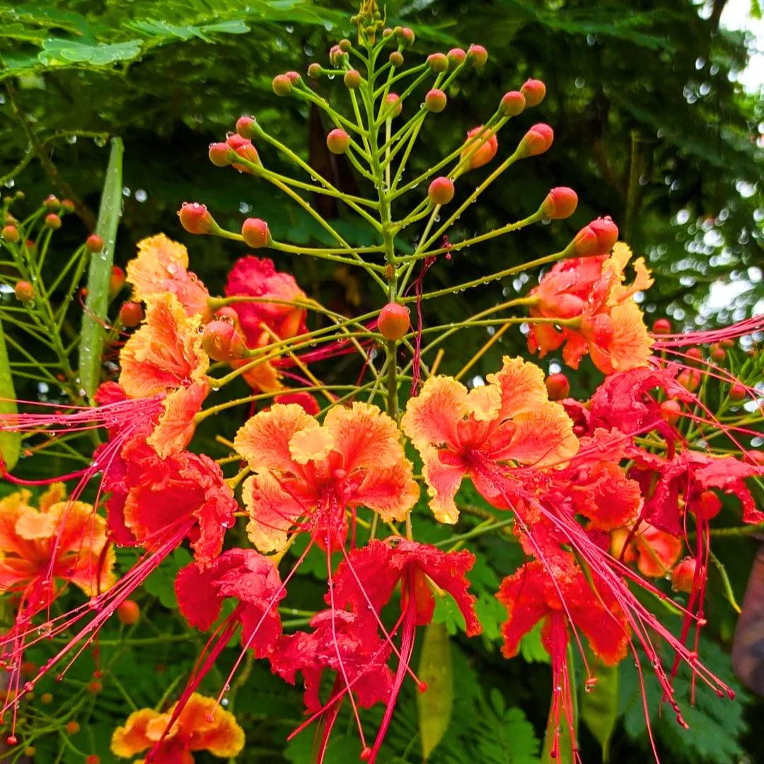 Peacock Flower (Caesalpinia Pulcherrima) - Plant