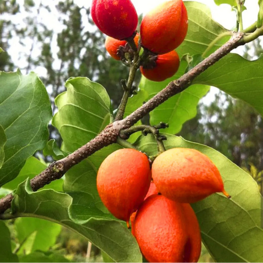Buy Peanut Butter (Bunchosia Glandulifera) - Plant Online at Lalitenterprise