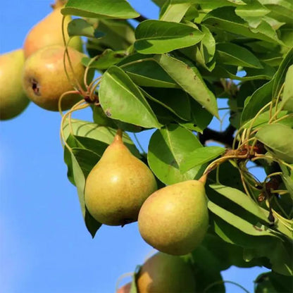 Buy Pear Grafted (Pyrus Communis) "Nashpati" - Plant Online at Lalitenterprise