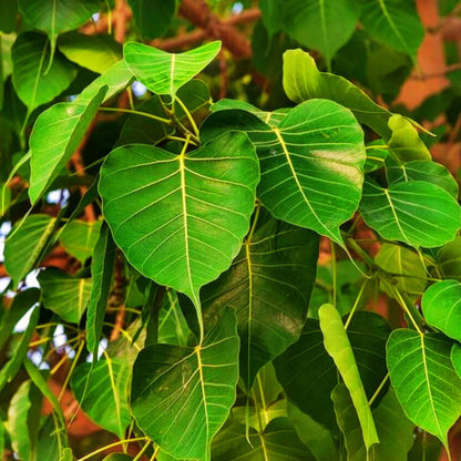 Buy Peepal, Sacred Fig (Ficus Religiosa) - Plant Online at Lalitenterprise