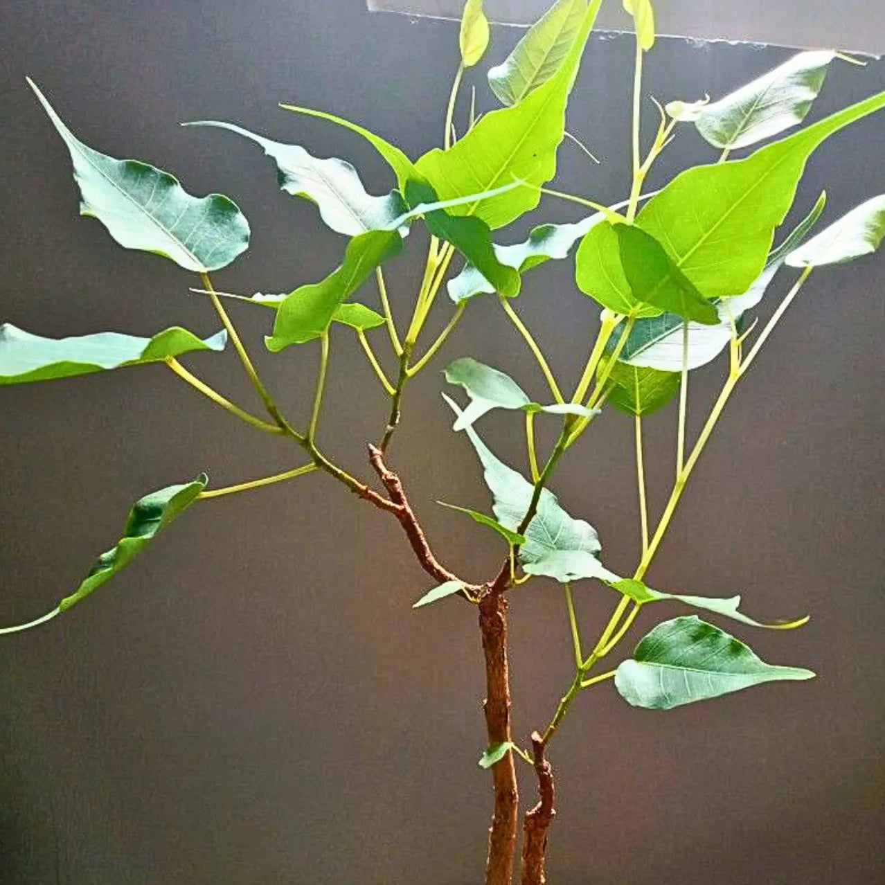 Buy Peepal - Plant Online at Lalitenterprise