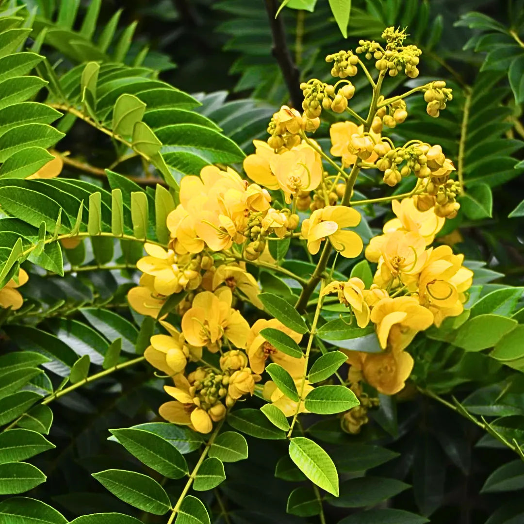 Buy Peltophorum Pterocarpum (Yellow Flametree, Yellow-Flamboyant) - Plant Online at Lalitenterprise