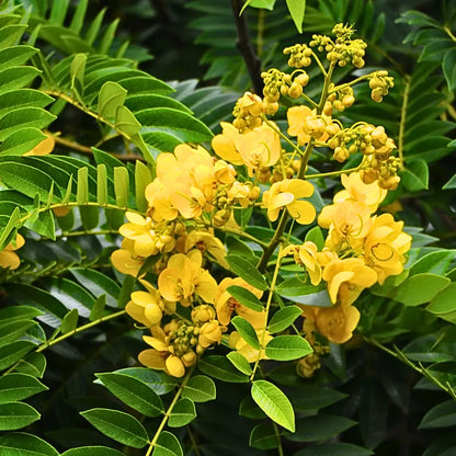 Buy Peltophorum Pterocarpum (Yellow Flametree, Yellow-Flamboyant) - Plant Online at Lalitenterprise