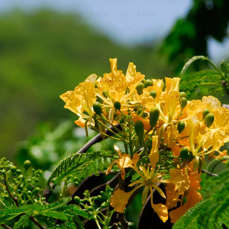 Buy Yellow-Flamboyant - Plant Online at Lalitenterprise