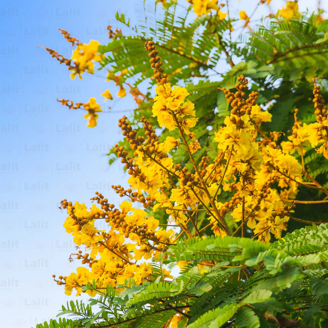 Buy Peltophorum Pterocarpum (Yellow Flametree, Yellow-Flamboyant) - Plant Online at Lalitenterprise