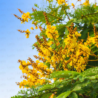 Buy Peltophorum Pterocarpum (Yellow Flametree, Yellow-Flamboyant) - Plant Online at Lalitenterprise