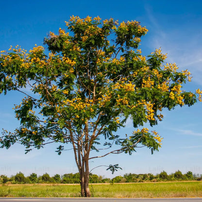 Buy Peltophorum Pterocarpum - Plant Online at Lalitenterprise