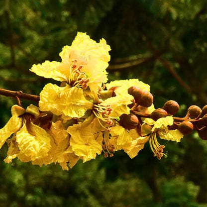 Buy Yellow Flametree - Plant Online at Lalitenterprise
