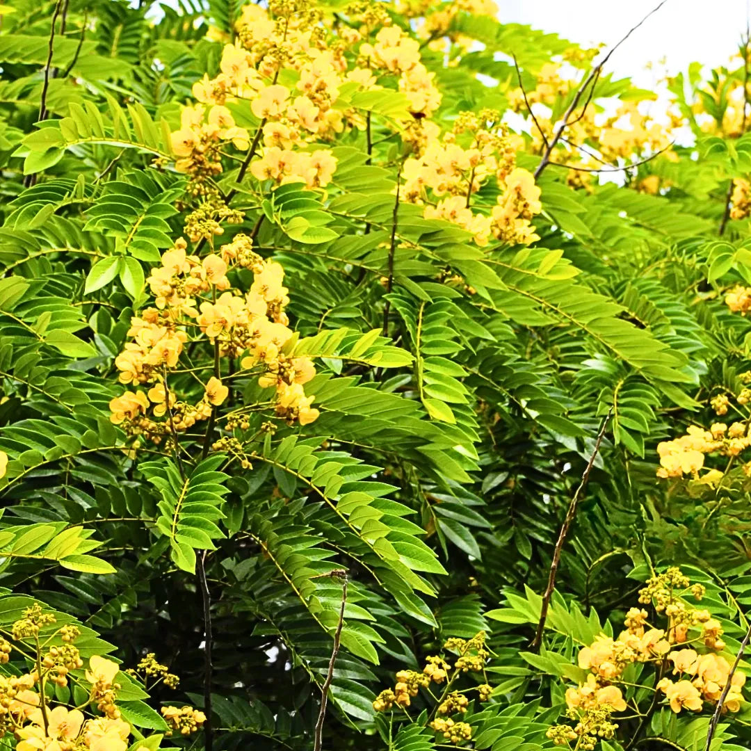 Buy Peltophorum Pterocarpum - Plant Online at Lalitenterprise