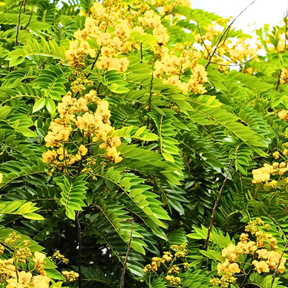 Buy Peltophorum Pterocarpum - Plant Online at Lalitenterprise