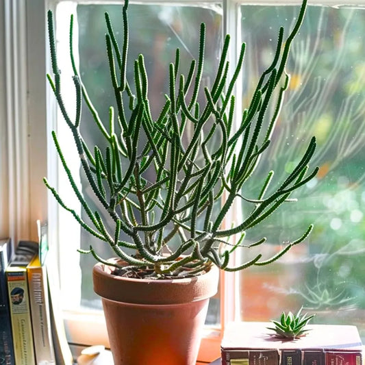 Boy Pencil Cactus (Euphorbia Tirucalli) - Plant Online at Lalitenterprise