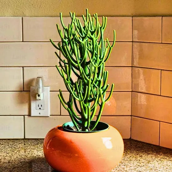 pencil cactus benefits Pencil Cactus (Euphorbia Tirucalli)