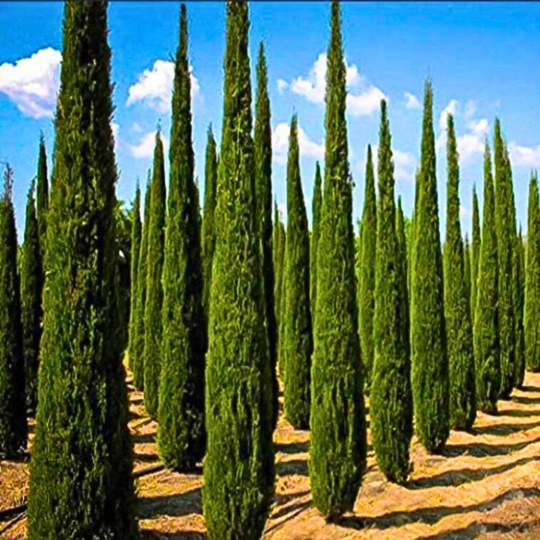 Buy Pencil Pine "Cone Shape" (Cupressus Sempervirens 'glauca') - Plant Online at Lalitenterprise