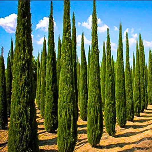 Buy Pencil Pine "Cone Shape" (Cupressus Sempervirens 'glauca') - Plant Online at Lalitenterprise