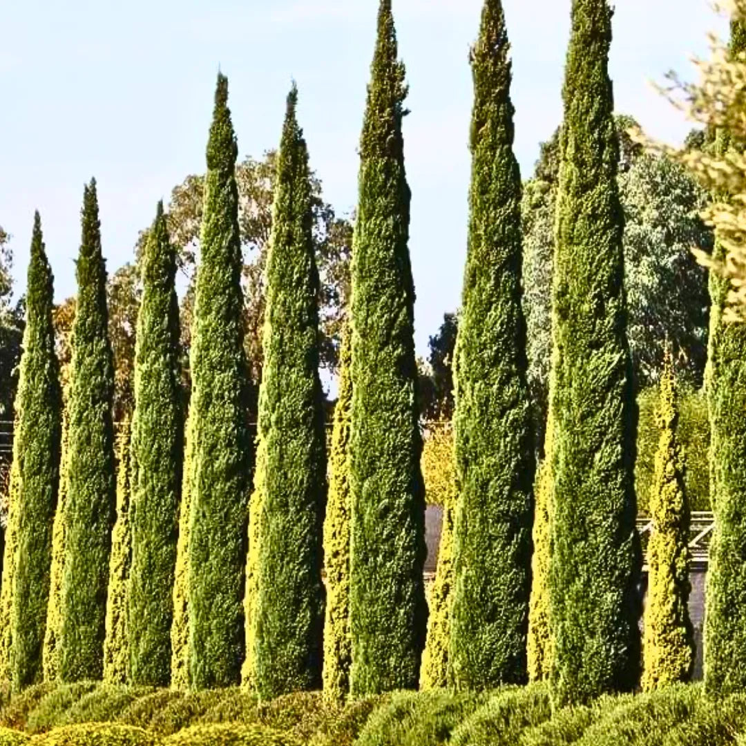 Buy Cupressus Sempervirens 'glauca' - Plant Online at Lalitenterprise