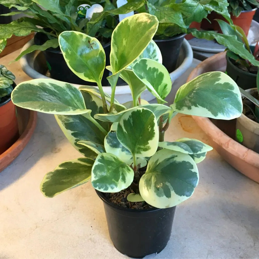 Buy Peperomia Obtusifolia "Variegata" | Variegated Baby Rubber Plant Online at Lalitenterprise