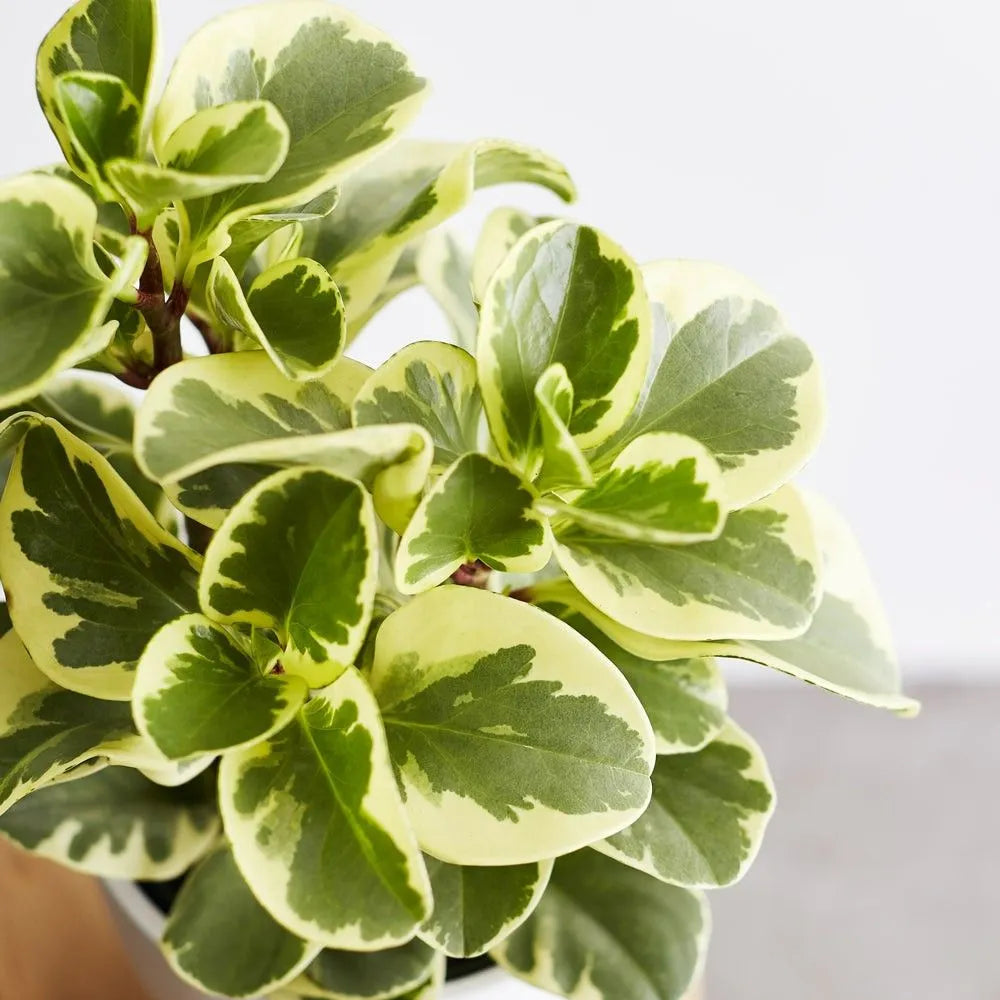 Buy Peperomia Obtusifolia "Variegata" | Variegated Baby Rubber Plant Online at Lalitenterprise