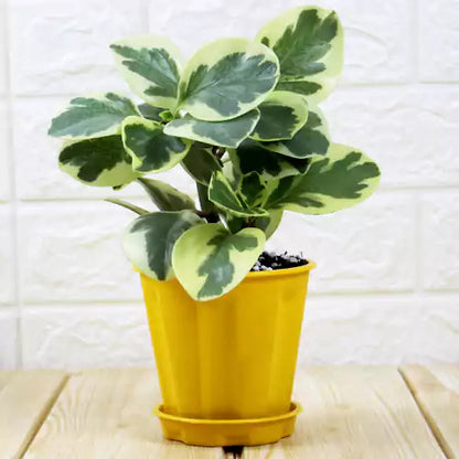 Buy Peperomia Obtusifolia "Variegata" | Variegated Baby Rubber Plant Online at Lalitenterprise
