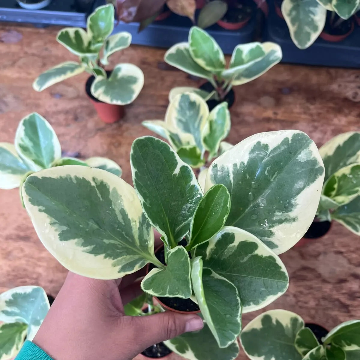 Buy Peperomia Obtusifolia "Variegata" | Variegated Baby Rubber Plant Online at Lalitenterprise