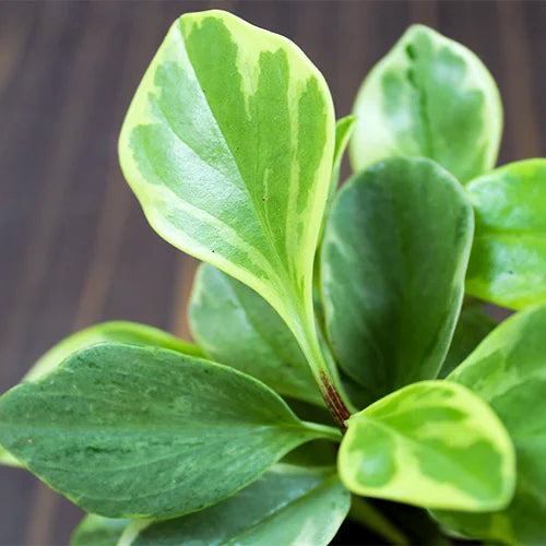 Buy Peperomia Obtusifolia "Variegata" | Variegated Baby Rubber Plant Online at Lalitenterprise