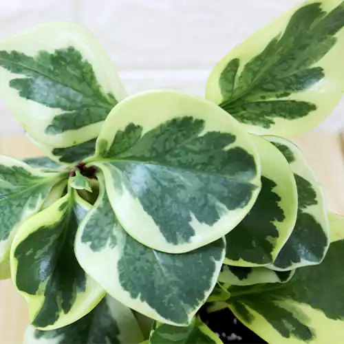 Buy Peperomia Obtusifolia "Variegata" | Variegated Baby Rubber Plant Online at Lalitenterprise
