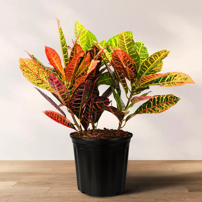 Buy Petra Croton "Codiaeum Variegatum" - Plant (Pack of 3) Online at Lalitenterprise