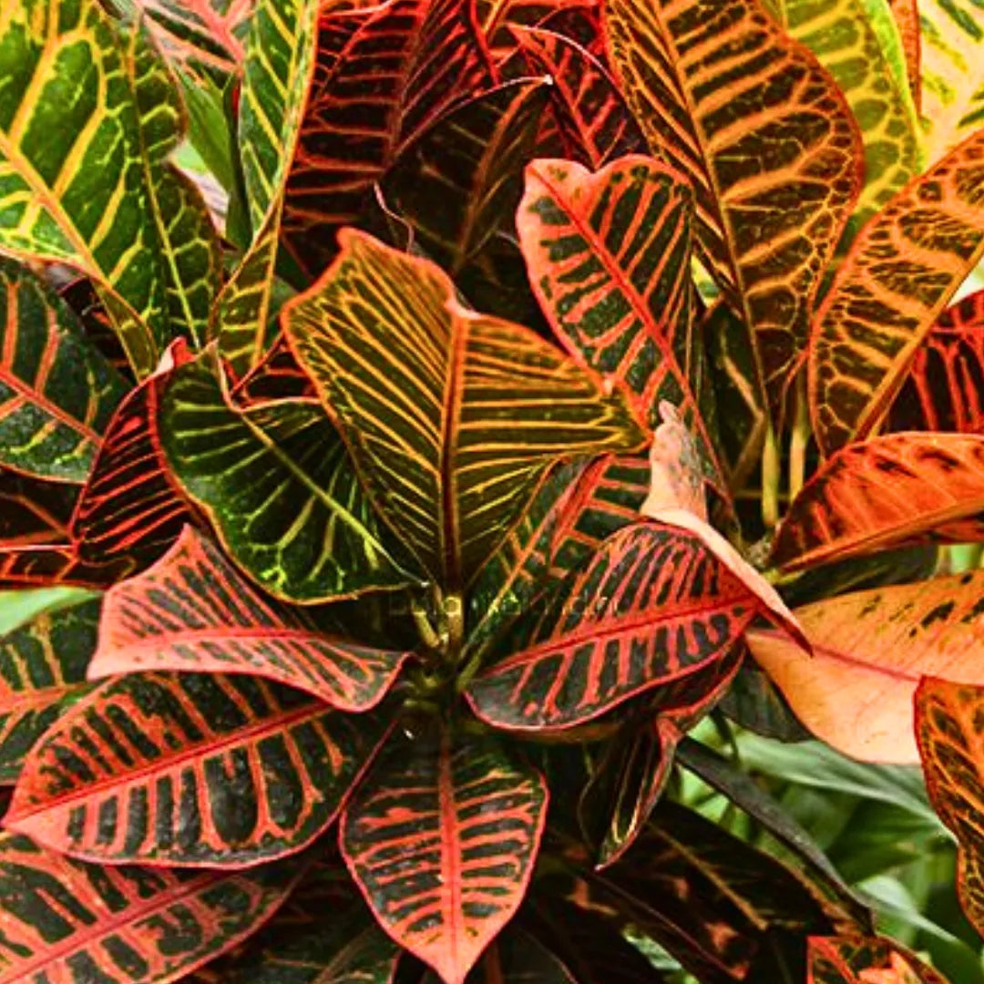Buy Petra Croton "Codiaeum Variegatum" - Plant (Pack of 3) Online at Lalitenterprise