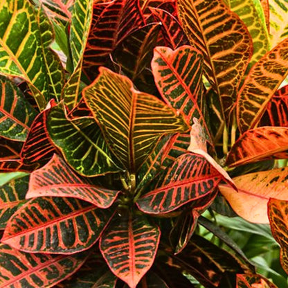 Buy Petra Croton "Codiaeum Variegatum" - Plant (Pack of 3) Online at Lalitenterprise