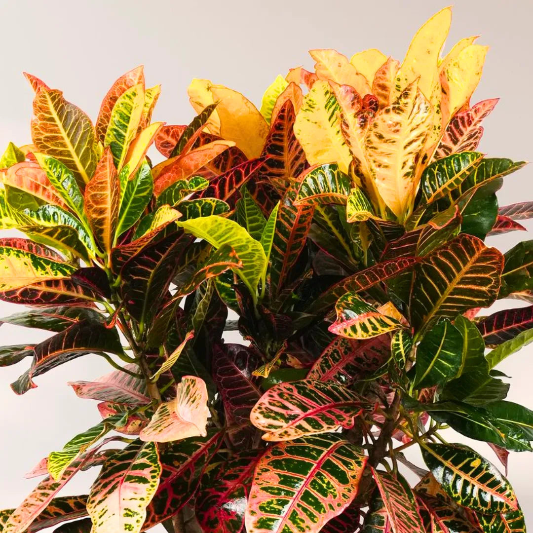Buy Petra Croton "Codiaeum Variegatum" - Plant (Pack of 3) Online at Lalitenterprise