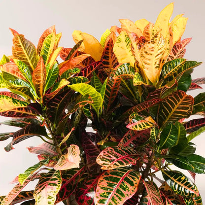 Buy Petra Croton "Codiaeum Variegatum" - Plant (Pack of 3) Online at Lalitenterprise