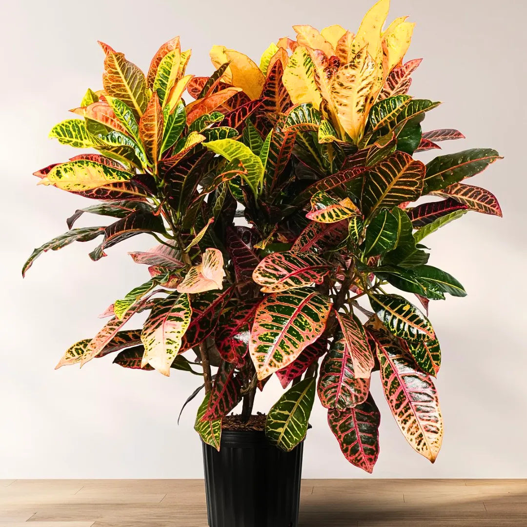 Buy Petra Croton "Codiaeum Variegatum" - Plant (Pack of 3) Online at Lalitenterprise