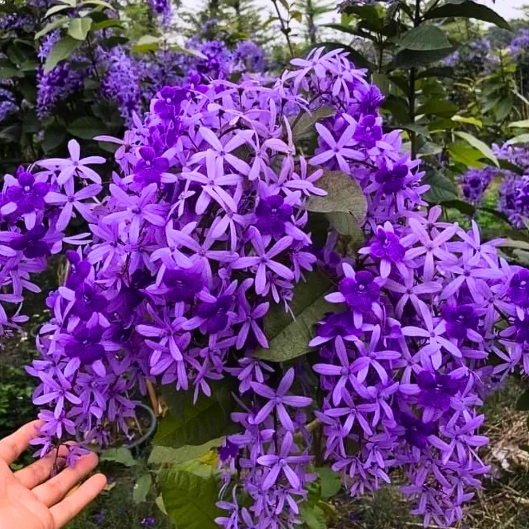 Buy Petrea Volubilis Purple - Plant Online at Lalitenterprise