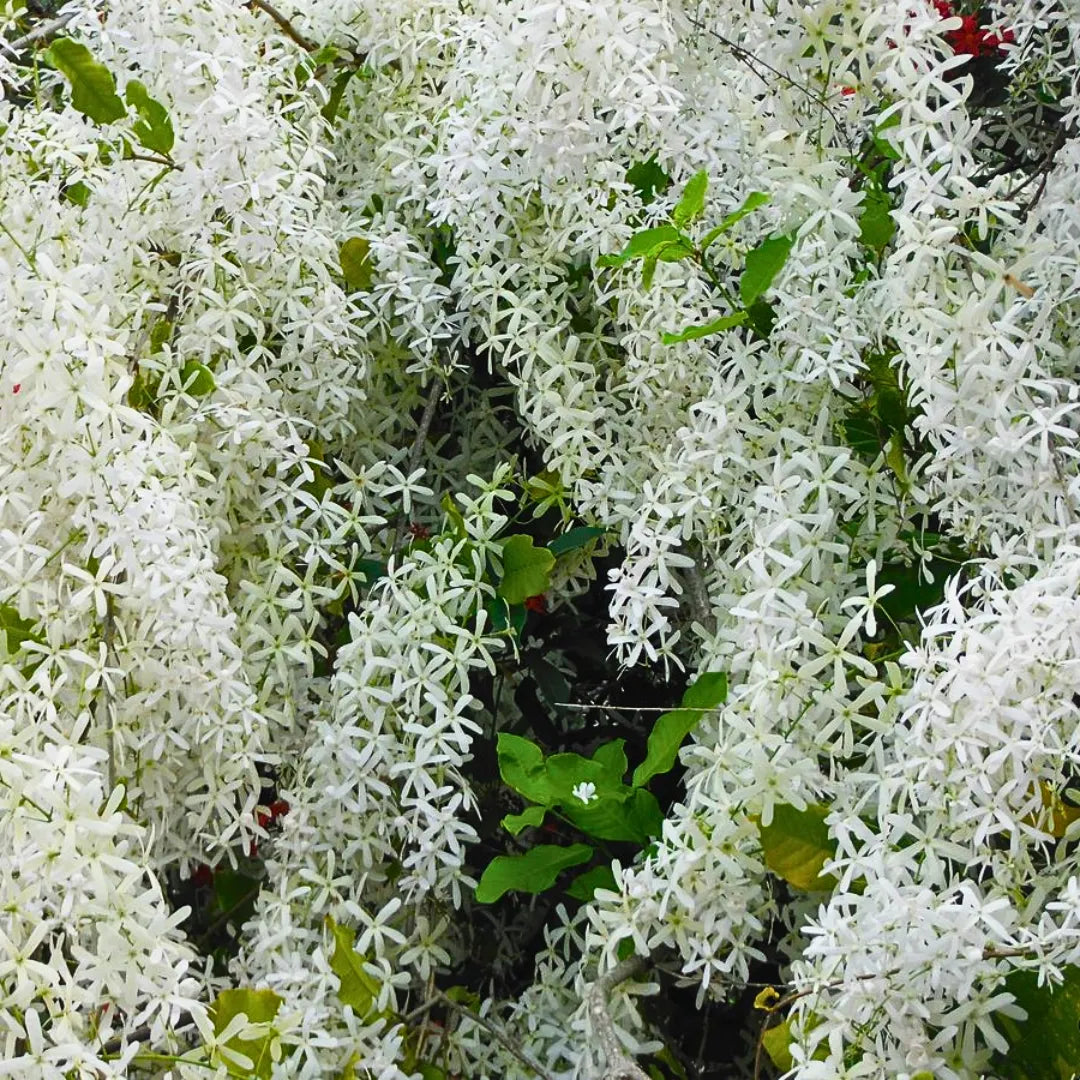 Buy Sandpaper Vine white - Plant Online at Lalitenterprise