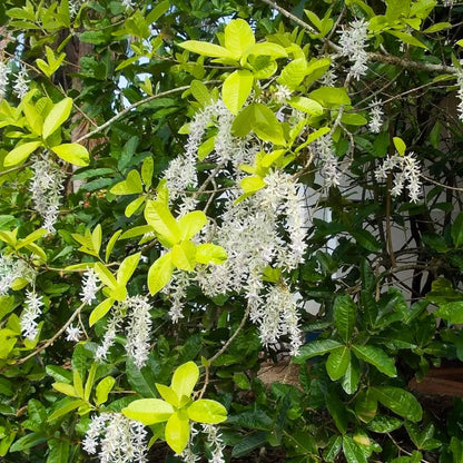 Buy White Nilmoni Lata - Plant Online at Lalitenterprise