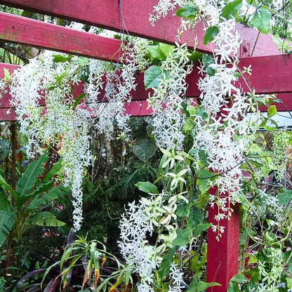 Buy Petrea Volubilis White - Plant Online at Lalitenterprise