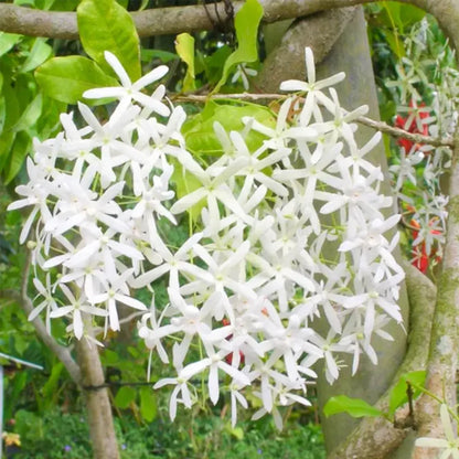 Buy Petrea Volubilis vine Plant Online at Lalitenterprise