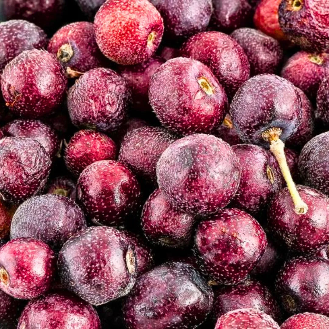 Buy Phalsa (Grewia Asiatica) "Falsa" - Plant Online at Lalitenterprise