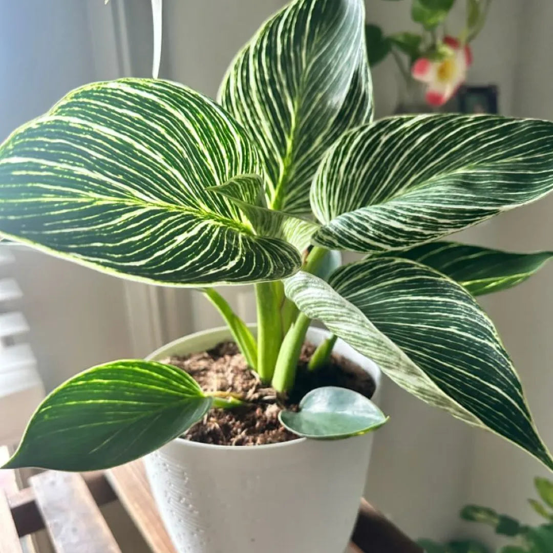 Buy Philodendron Birkin Plant - Lalitenterprise