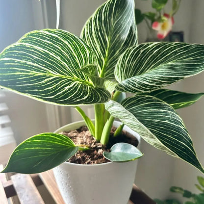Buy Philodendron Birkin Plant - Lalitenterprise