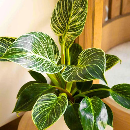 Buy Philodendron Birkin Plant - Lalitenterprise