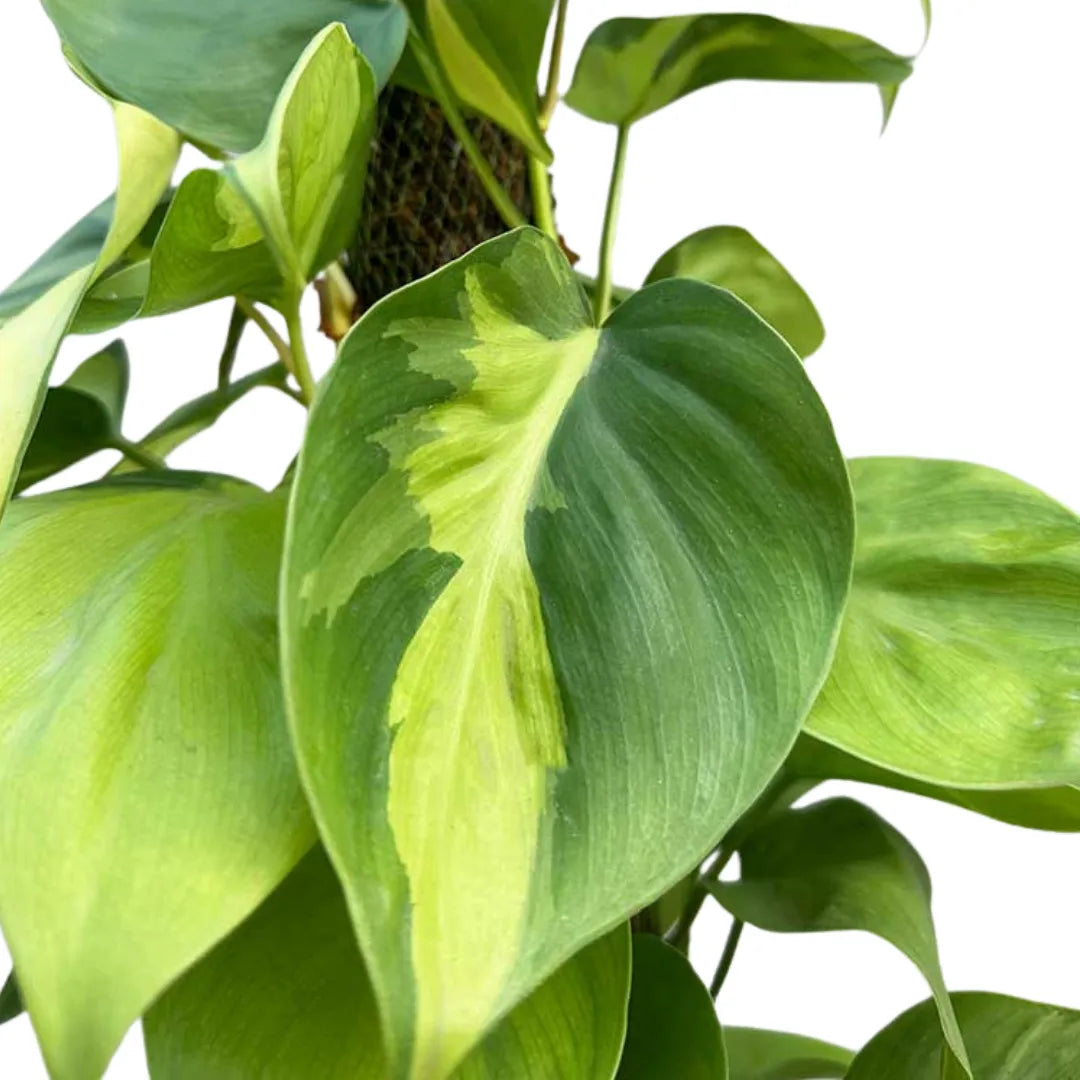 Buy Philodendron Brasil with Moss Stick - Plant Online at Lalitenterprise