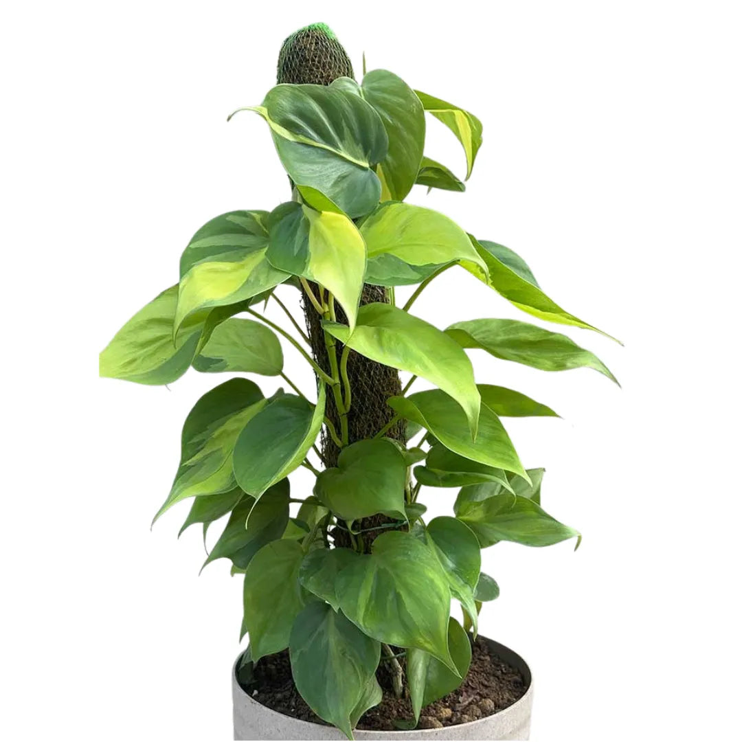 Buy Philodendron Brasil with Moss Stick - Plant Online at Lalitenterprise