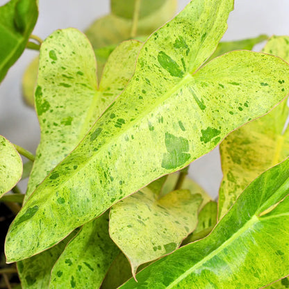 Buy Philodendron Burle Marx "Variegated" - Plant Online at Lalitnterprise