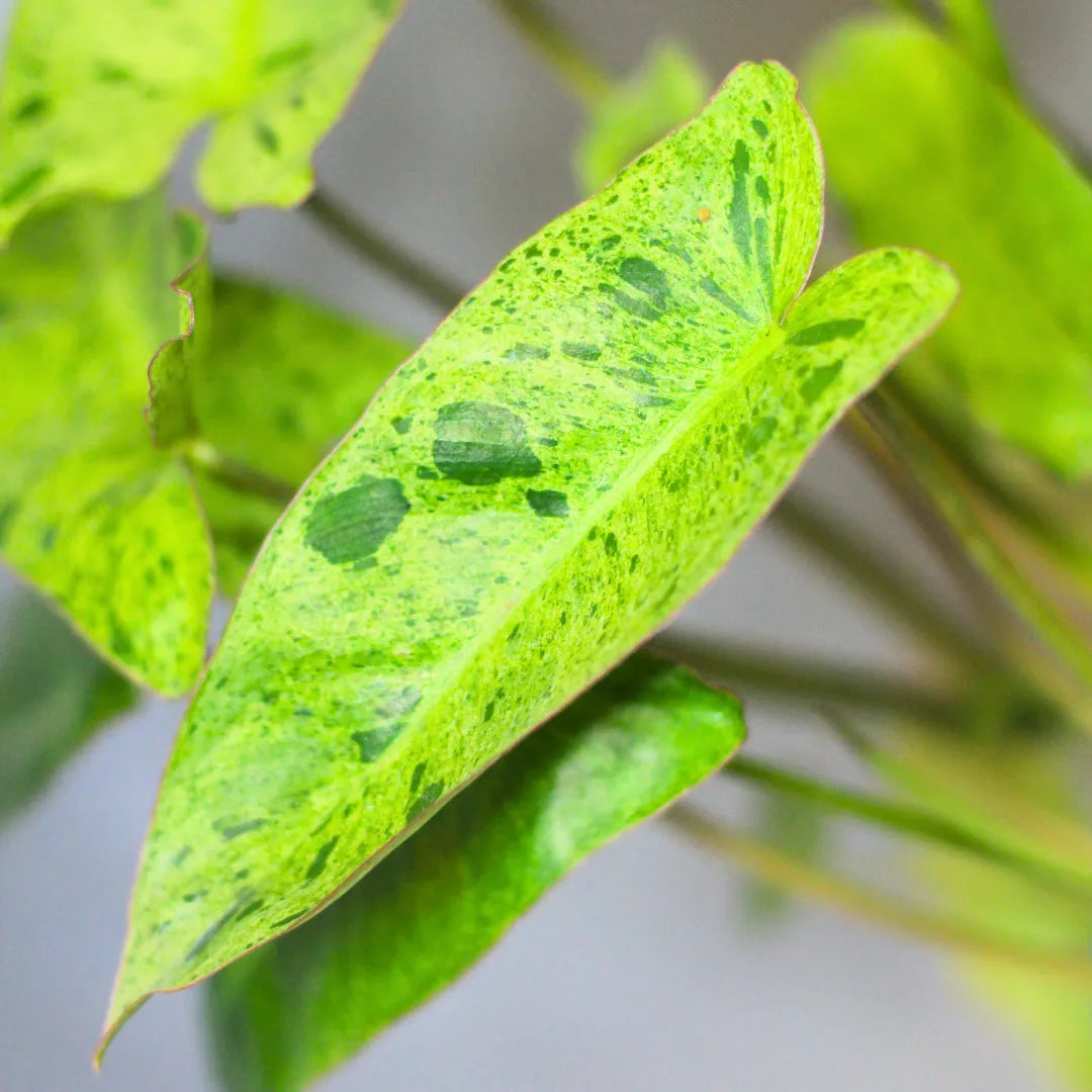 Buy Philodendron Burle Marx "Variegated" - Plant Online at Lalitnterprise