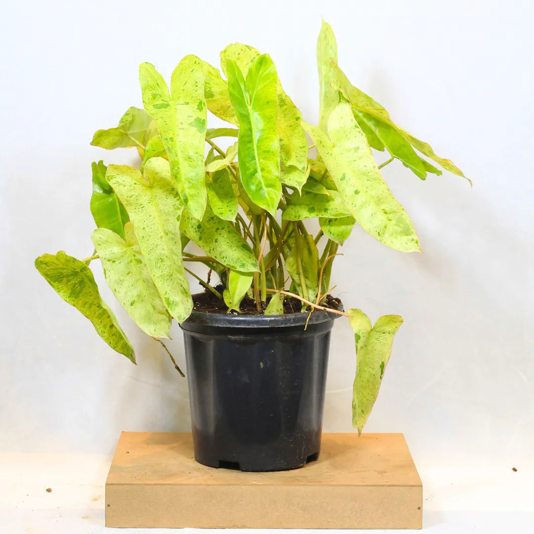 Buy Philodendron Burle Marx "Variegated" - Plant Online at Lalitnterprise