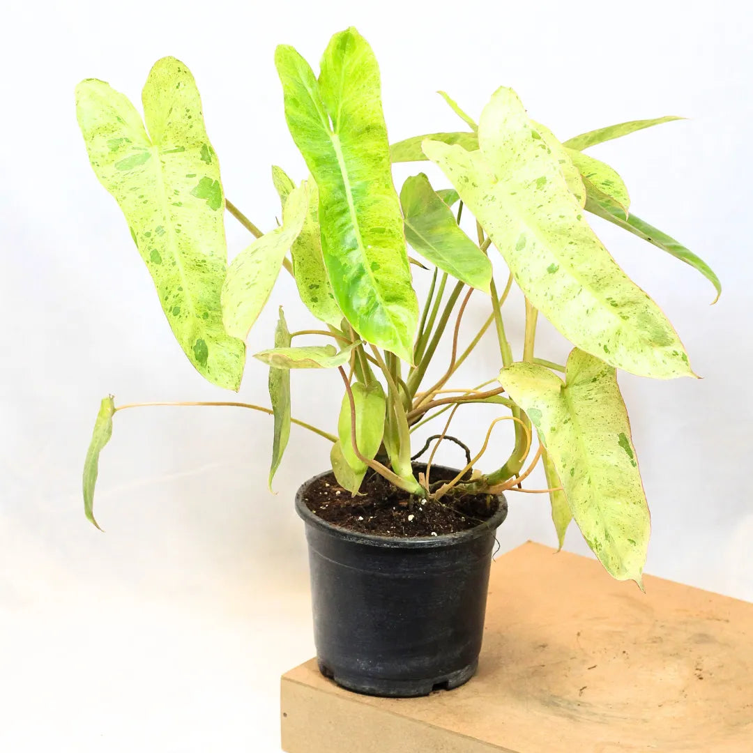 Buy Philodendron Burle Marx "Variegated" - Plant Online at Lalitnterprise